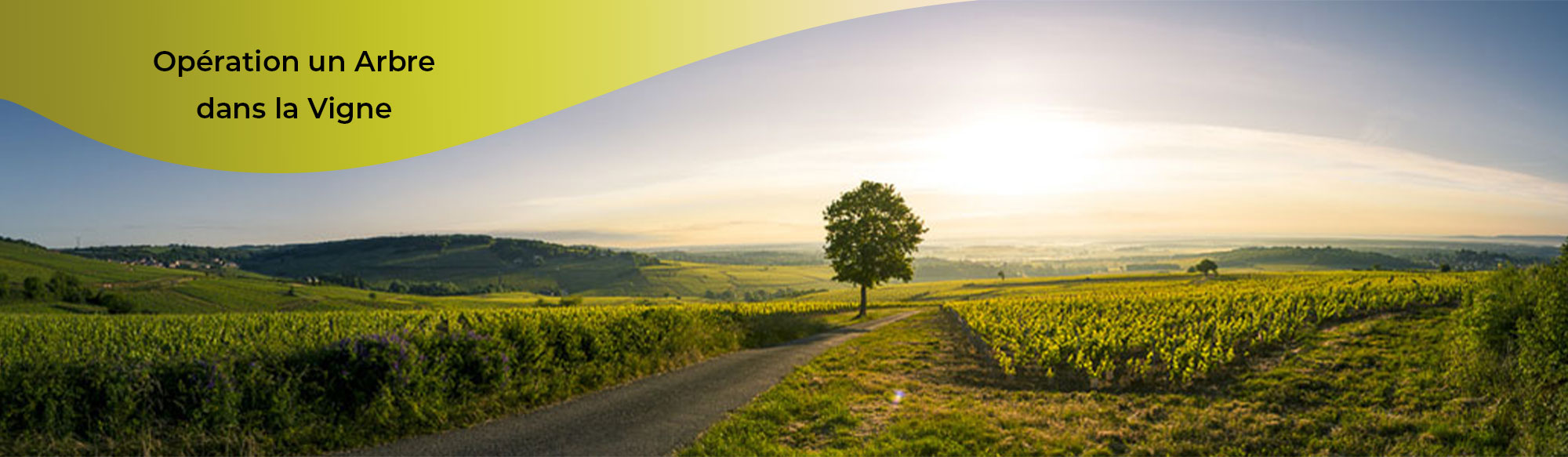 Pour tout achat effectué sur ce site, nous plantons un arbre pour contribuer au développement de la biodiversité